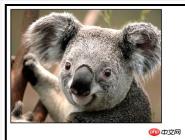 1541571302415005.jpg 使用css的filter:blur實現圖片的模糊效果(程式碼範例)