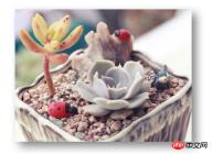 1539841316558232.jpg CSSで画像に影効果を追加するにはどうすればよいですか?画像に影を追加する 2 つの方法 (コード例)