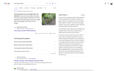 ChatGPT Online for Google