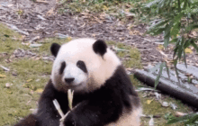 能为国挣航母的顶流女明星，日迎7万粉狂飙，全靠这个AI？