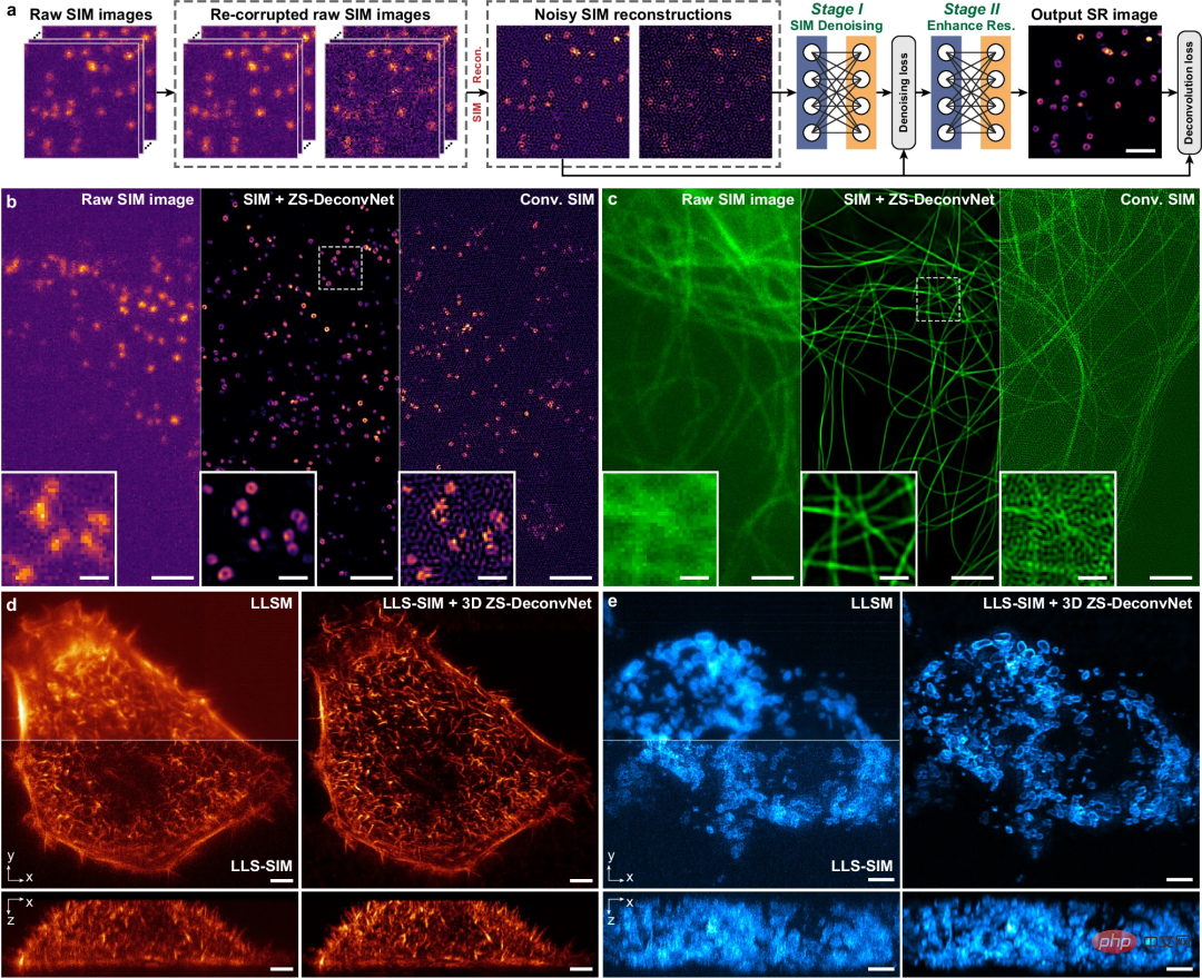 1.5 times beyond the diffraction limit, imaging conditions are 10 times lower, Tsinghua University and the Chinese Academy of Sciences use AI methods to improve microscope resolution