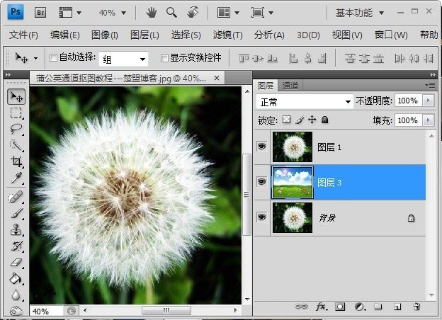 Photoshop怎么完成蒲公英抠图_Photoshop蒲公英抠图教程