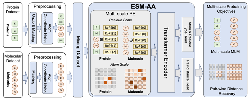 Tsinghua AIR and others proposed ESM-AA, the first protein language model from amino acids to atomic scales
