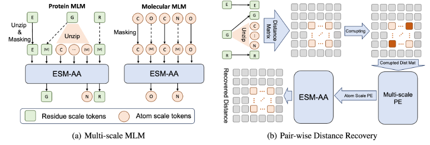 Tsinghua AIR and others proposed ESM-AA, the first protein language model from amino acids to atomic scales