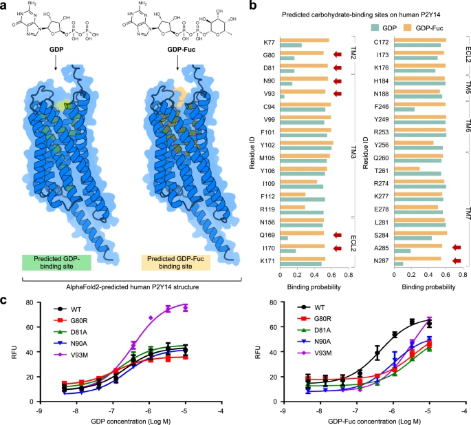 30 times more efficient than traditional methods, the Transformer deep learning model of the Chinese Academy of Sciences team predicts sugar-protein interaction sites