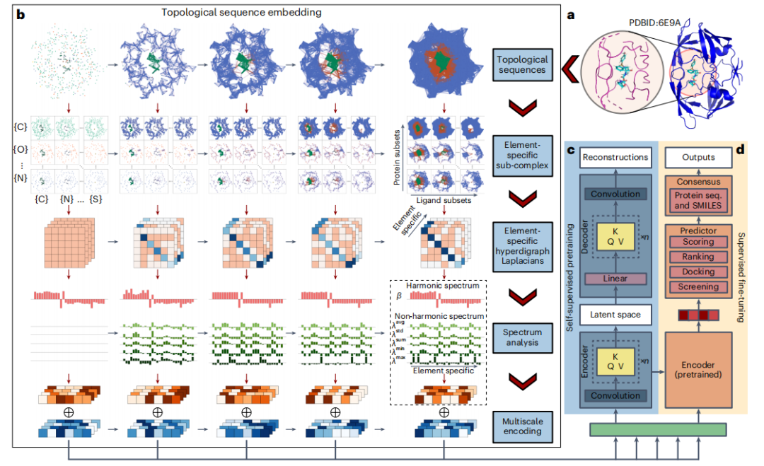 登Nature子刊,拓樸Transformer模型進行多尺度蛋白質-配體互作預測,助力藥物研發