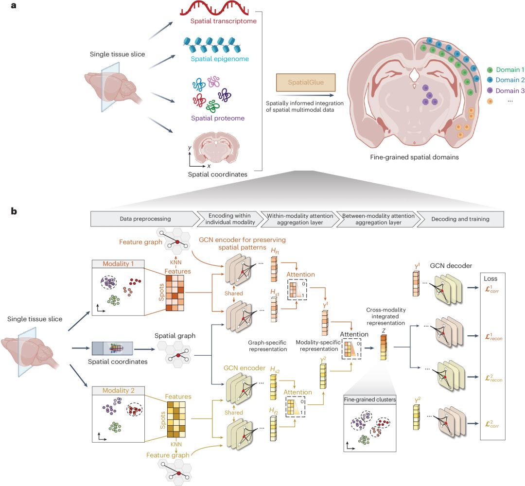 Integrating multi-omics data, BGI team’s graph neural network model SpatialGlue was published in Nature sub-journal