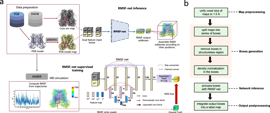 In just a few seconds, protein dynamics information can be accurately inferred. AI models such as Shandong University and Beijing Institute of Technology RMSF-net are published in Nature sub-journals.