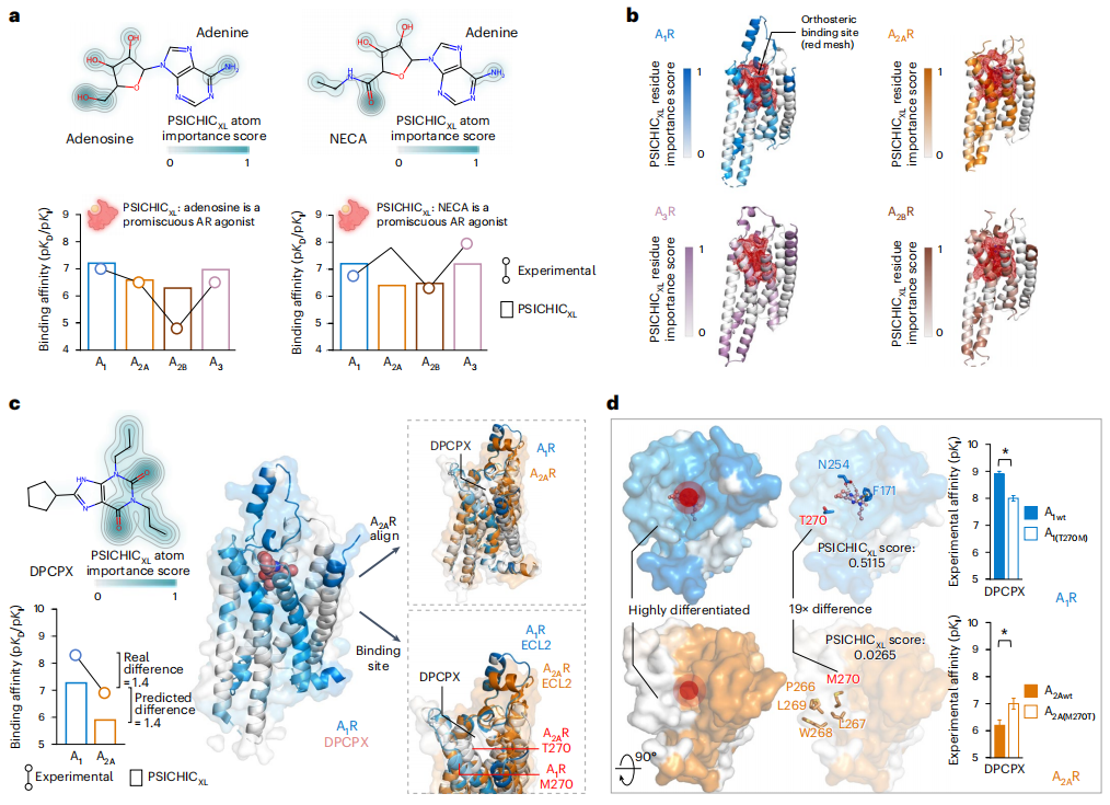 Nature子刊,准确率达96%,AI从序列中预测蛋白-配体互作
