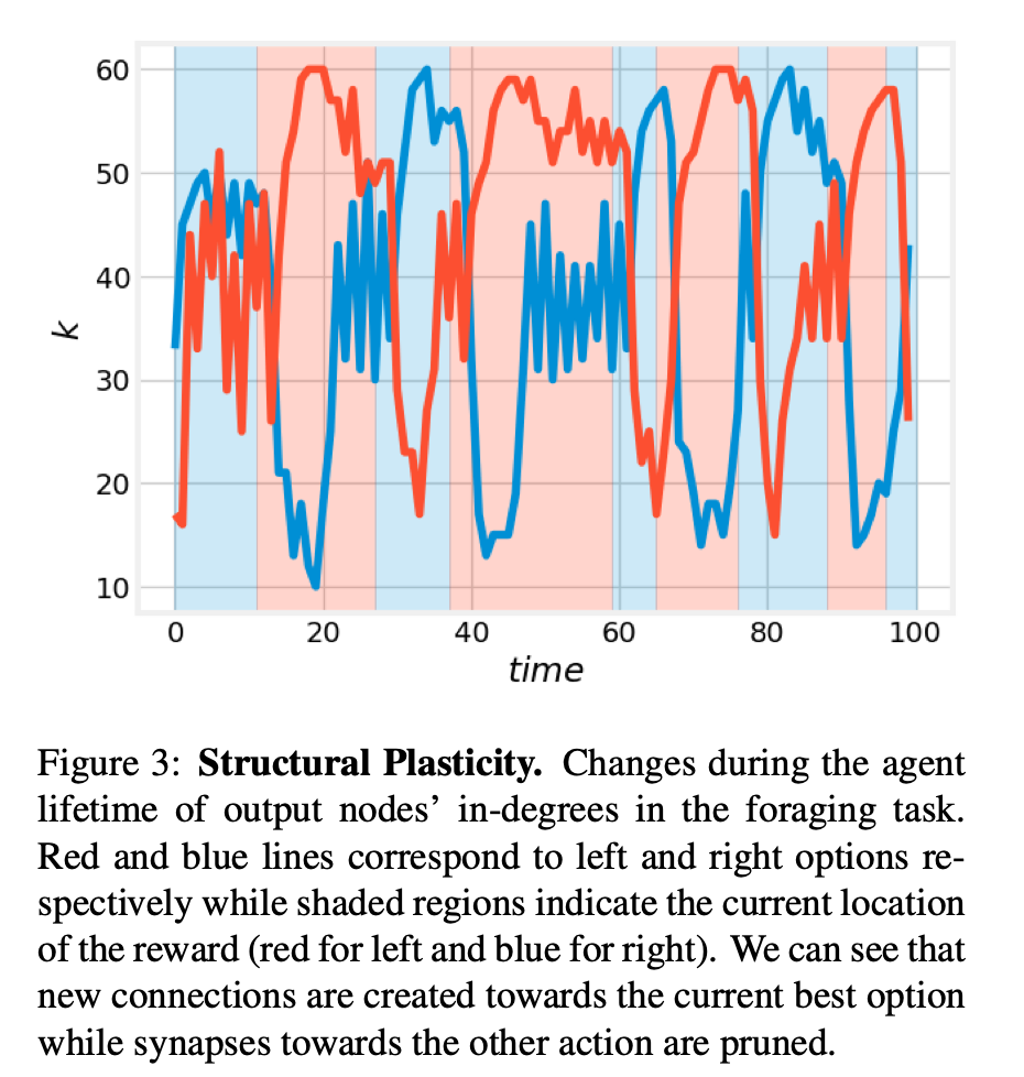 The self-organizing neural network that grows like a biological network and has structural plasticity is here