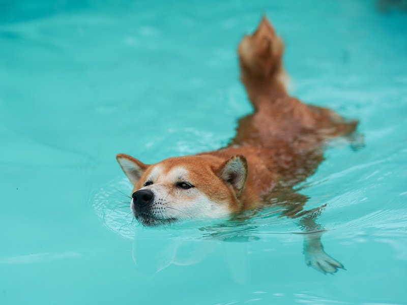 Shiba Inu (SHIB) Rebounds Massively Amidst Renewed Price Confidence From Large Holders