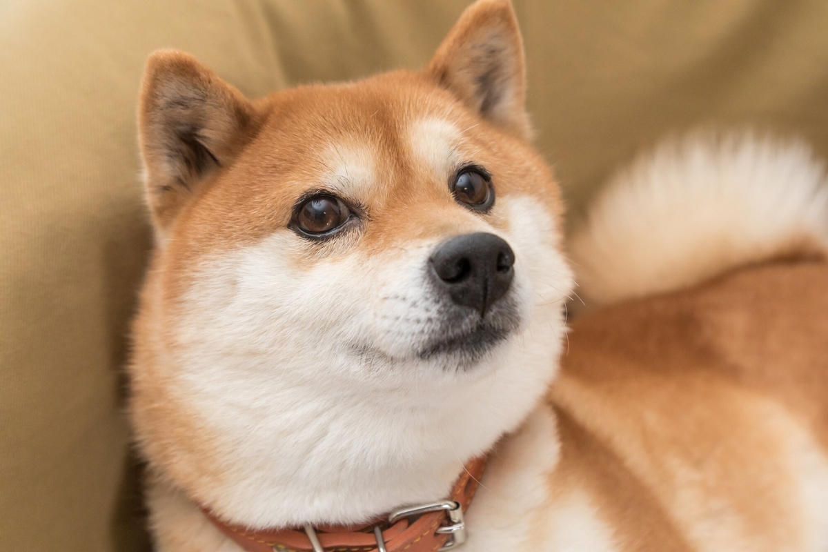 Will Dogecoin Ever Hit  src=