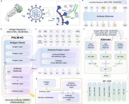 Designing antibodies from scratch, Tencent and Peking University teams pre-trained large language models and published them in Nature sub-journal