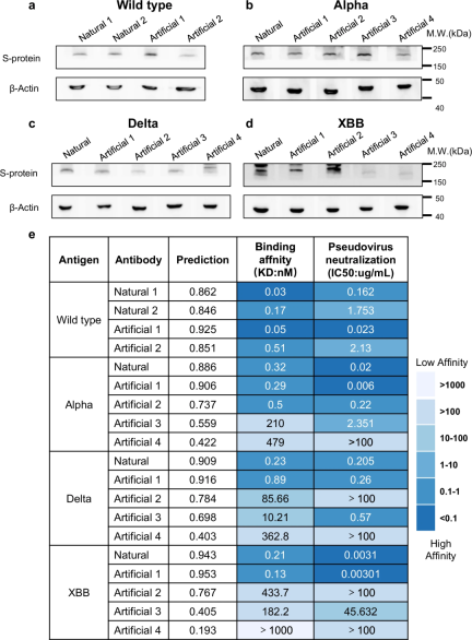 Designing antibodies from scratch, Tencent and Peking University teams pre-trained large language models and published them in Nature sub-journal