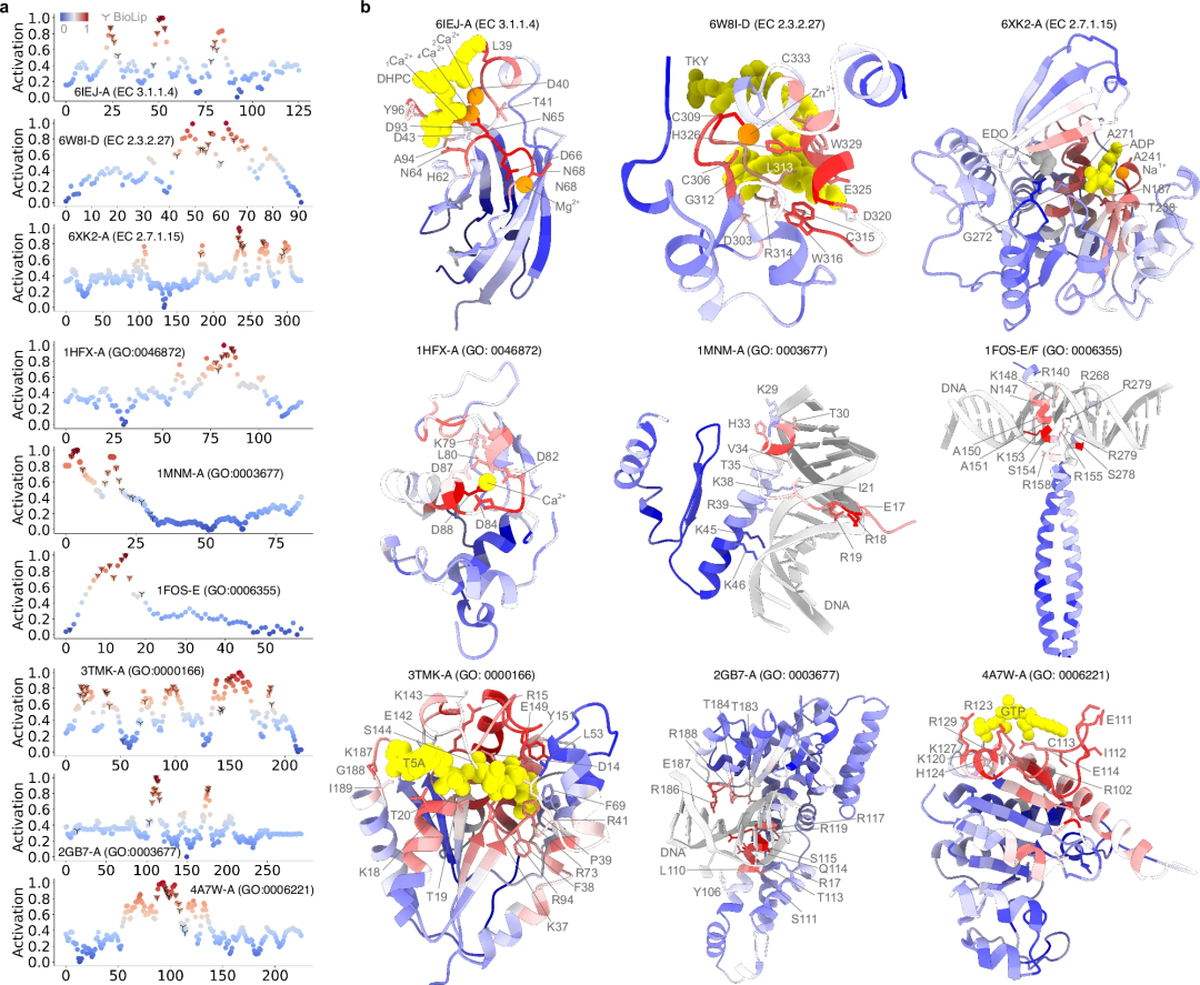 New SOTA for protein function prediction, statistics-based AI methods from Shanghai Institute of Technology, Oxford and others, published in Nature sub-journal