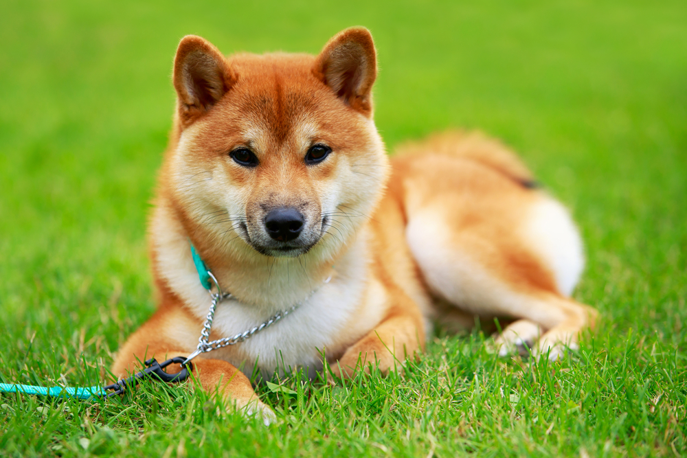 Shiba Inu (SHIB) 燃烧率上涨 1088%，随着 Shibarium 区块链达到新的 ATH，价格上涨 6%