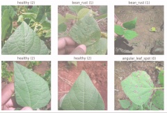 Hugging Face Image Classification: A Comprehensive Guide With Examples