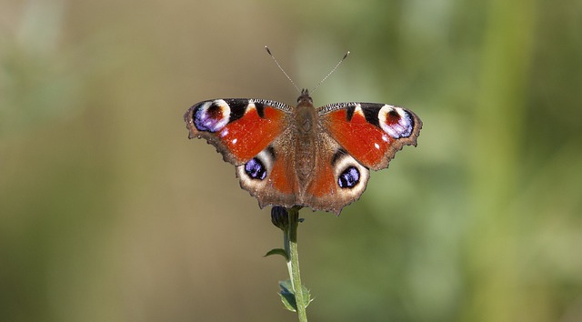 ios支付宝如何取消自动续费