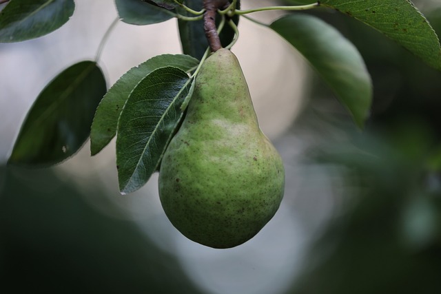 pear怎么读