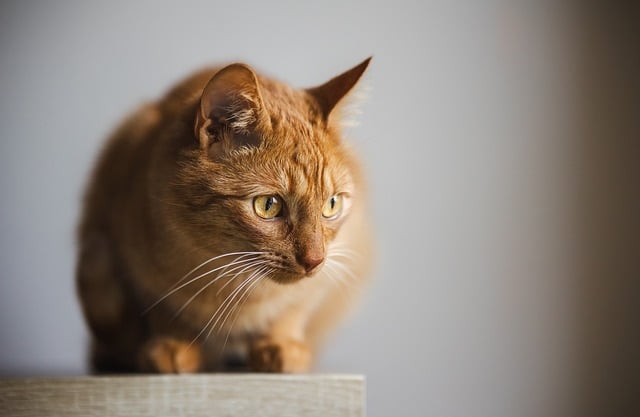 如何使用命令启动tomcat
