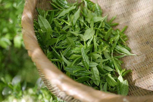 单丛茶是什么茶类