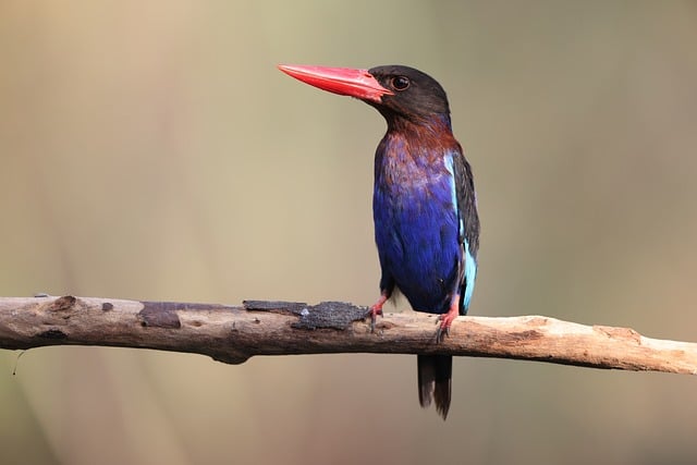 java怎么求数组均值