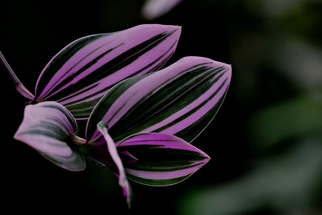 微博地址怎么关闭