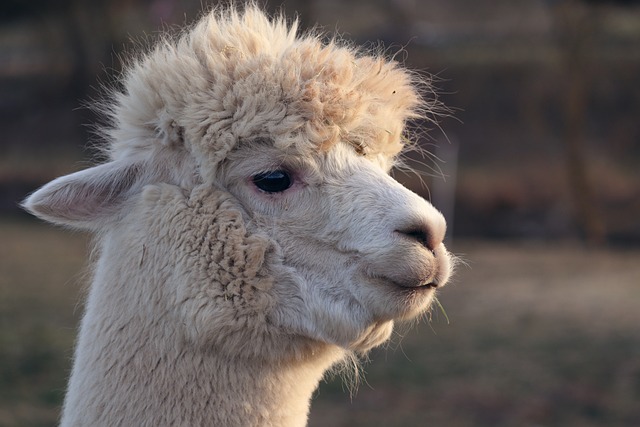 llama模型本地化部署