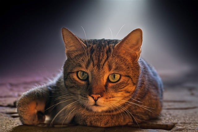 电脑怎么连接光猫