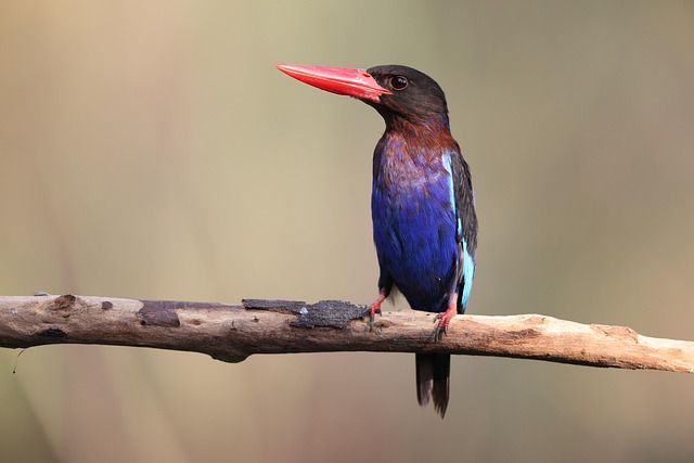 java怎么接收int数组