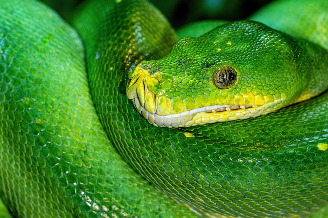 python orm框架有哪些