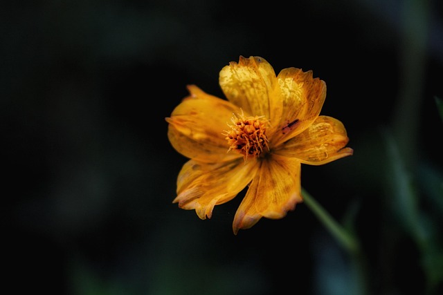 单片机报告怎么写