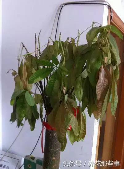 文竹发财树枯了怎么办?