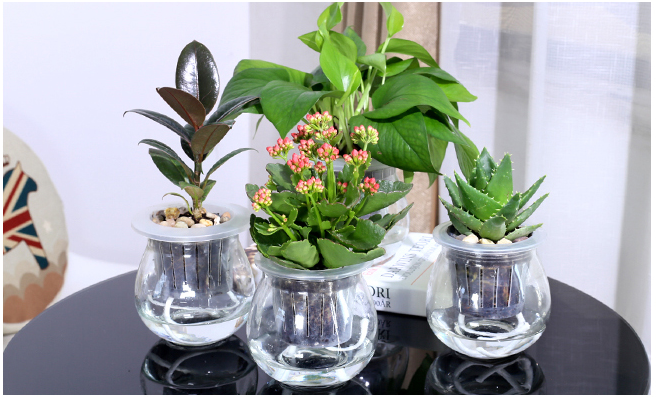 办公室绿植是买还是租?