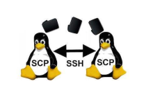 如何使用Linux中的SCP命令安全地传输文件