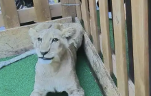 西安一商场用小狮子引流引众怒 会误导