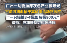 广州一动物血库黑心产业被曝光, 将流浪猫血抽干高价卖给宠物医院