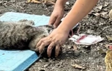 广州血库黑幕:流浪猫被抽干血,暴利2400!