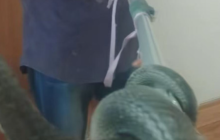 湖南网红直播抓银环蛇被咬伤,疑因嫌注射血清贵独自离开