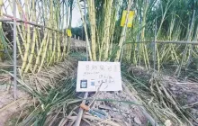 浙江一块可偷甘蔗地成打卡点 网友深夜体验