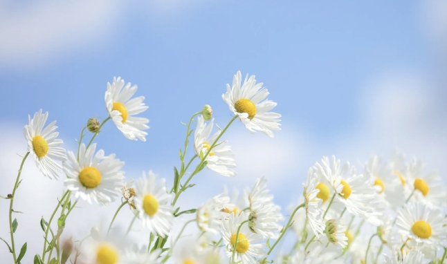 昵称简单干净 好听的昵称2025 - php中文网