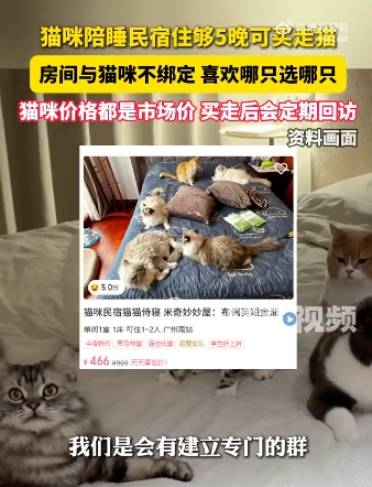 猫咪陪睡民宿住够5晚可买走猫是怎么回事?详情介绍 - php中文网