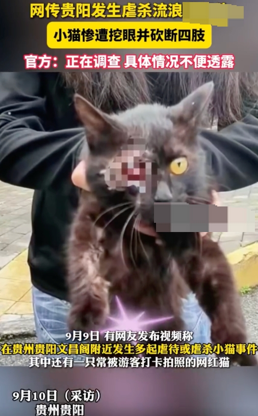 贵州文昌阁多只小猫被挖眼砍断四肢是怎么回事?详情介绍 - php中文网