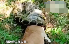 广东汕尾一条20斤蟒蛇吞食牛犊 官方:是保护动物,已放生