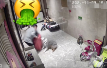 邻居散养边牧频繁攻击人是怎么回事?详情介绍