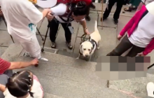 带导盲犬爬泰山当事人回应：从来没有想过要打它、虐 待它