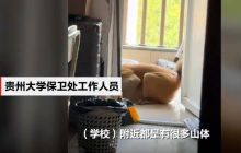 猴子进高校吃面包喝奶茶后悠然离开是怎么回事？详情介绍