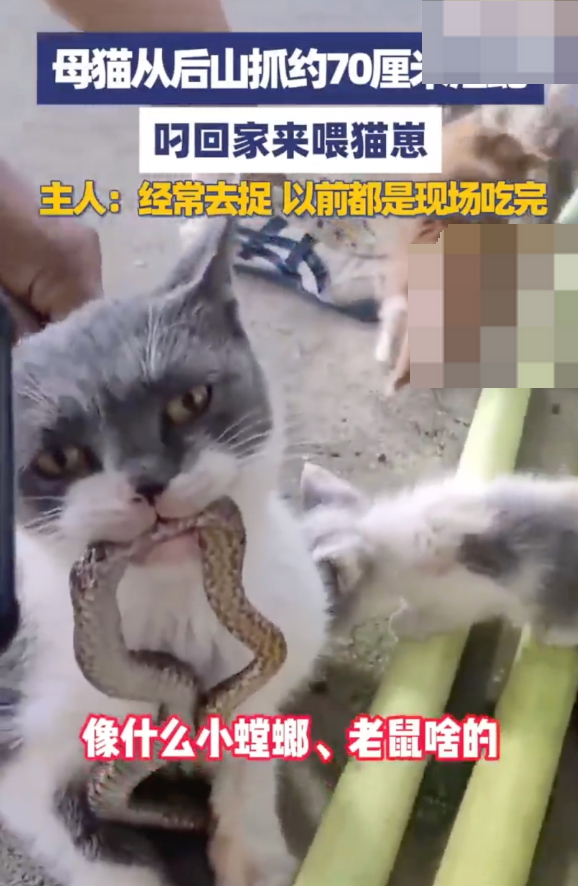 母猫后山抓70厘米活蛇喂小猫 猫主人：以前经常去捉