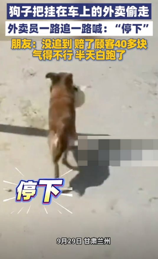 狗子把挂在车上的外卖偷走 外卖员一路追一路喊：“停下”