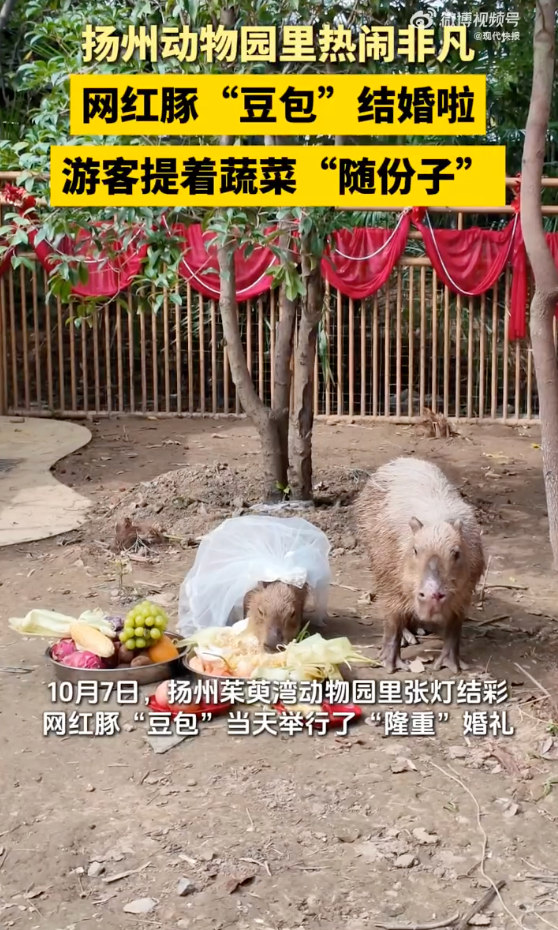 網(wǎng)紅豚豆包婚禮游客提蔬菜隨份子是怎么回事？詳情介紹